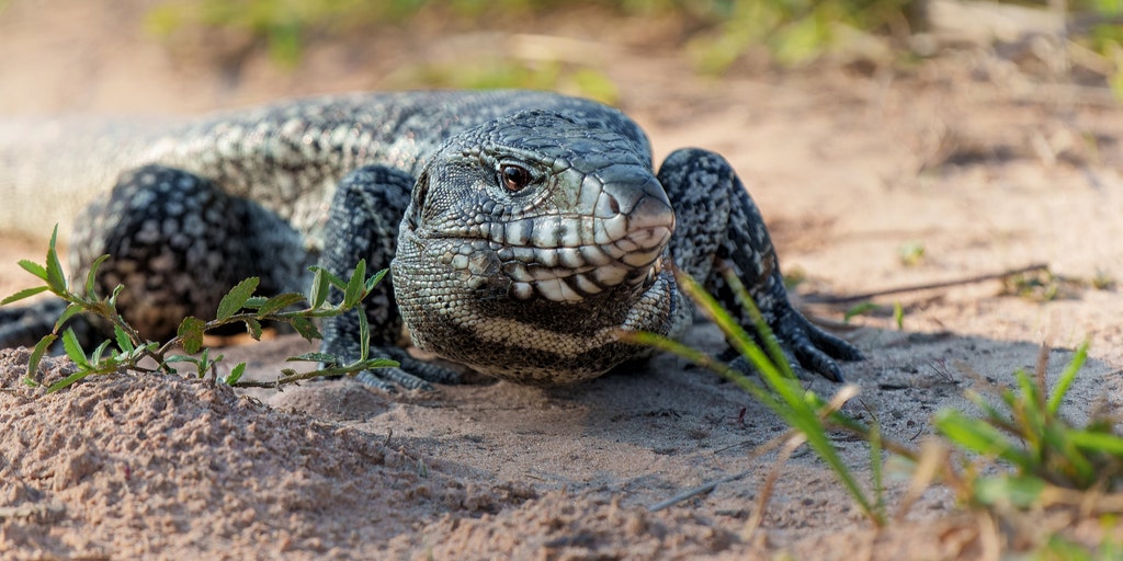 Wildlife officials urge residents to kill invasive Argentine tegus spreading disease