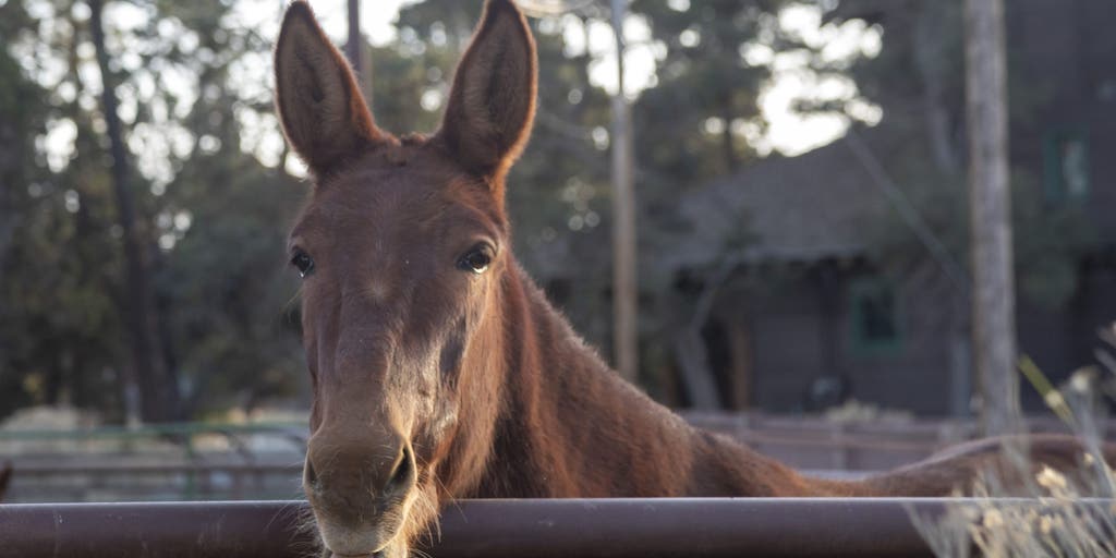 What is your state animal? See the official list featuring all 50 states