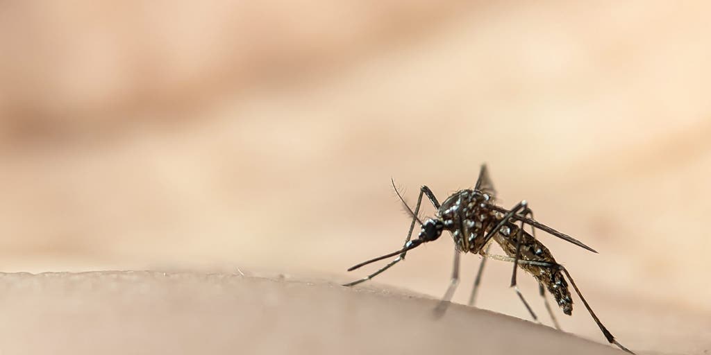 West Nile virus risk raised to high across Rhode Island after new detections