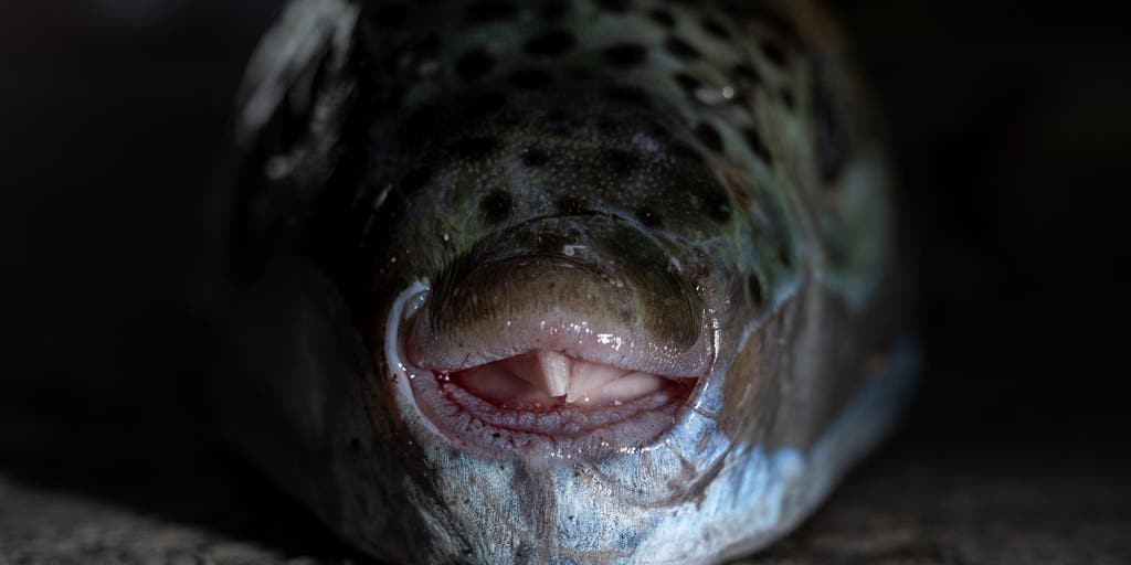 Officials issue warning to beachgoers about invasive pufferfish with insanely strong teeth