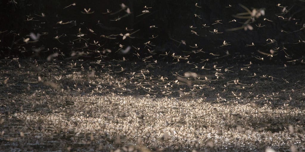 Thousands of mayflies swarm town in Ohio - and it's actually a good thing