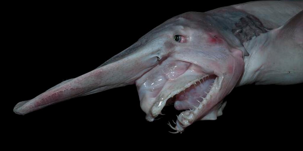 See it: Rare deep-sea goblin sharks filmed in their natural habitat for the first time