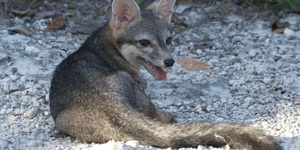 Rare Cozumel dwarf fox feared extinct is photographed for first time in decades