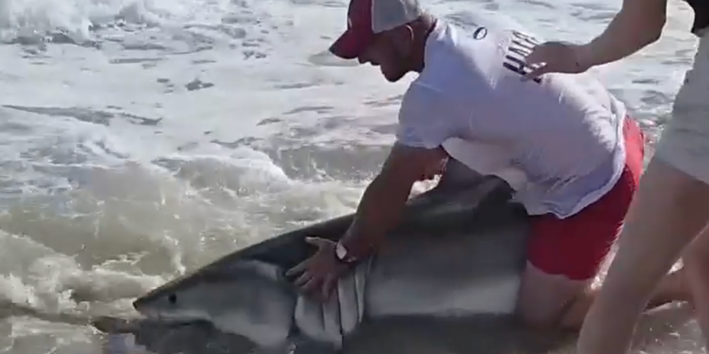See it: Fisherman wrangles fishing hook out of great white shark's mouth off Nantucket