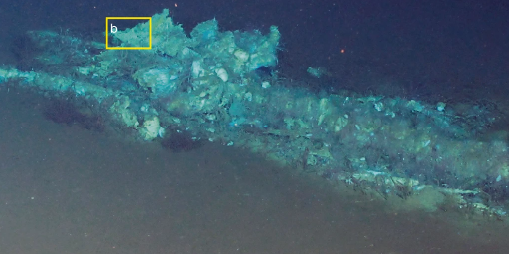 Deep-sea discovery uncovers one of the largest known whale graveyards on the floor of the Indian Ocean