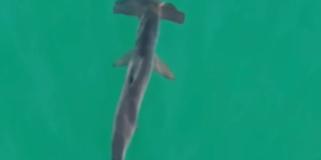 See it: Hammerhead shark spotted off Long Island coast as scorching holiday heatwave grips Eastern US