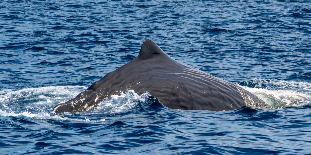 See it: Sperm whale caught on camera in rare encounter off southern California coast