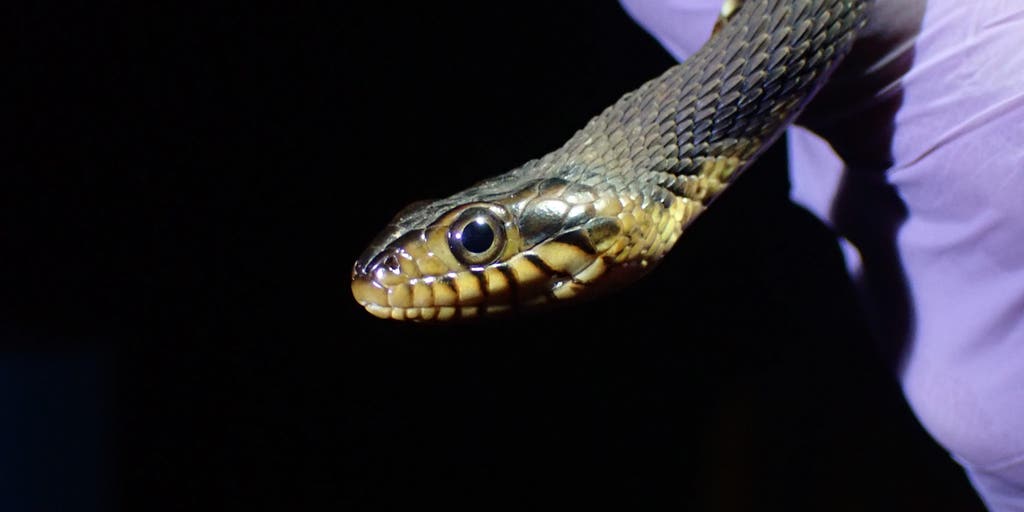 Slithering toward extinction: Deadly diseases could wipe out rattlesnake population
