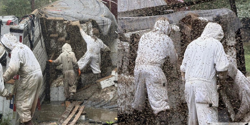 Beekeepers conduct frantic rescue after truck carrying 20+ million bees overturns in Texas