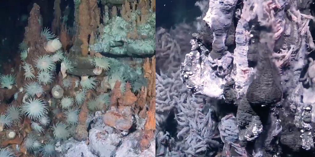 See it: Over 30 new species discovered during expedition to the ocean's 'largest frontier'