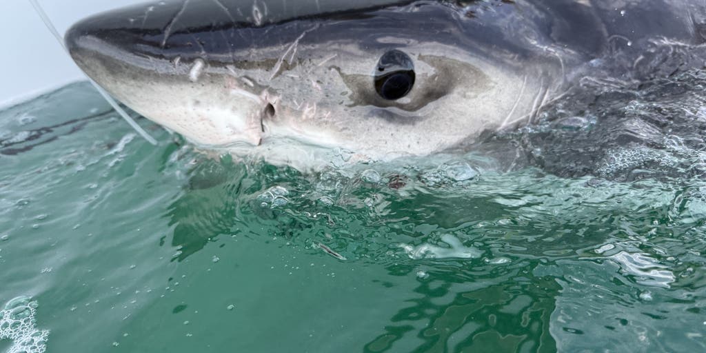Young great white shark pings off Cape Cod coast just as tourist season begins