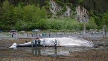 Dead, pregnant endangered fin whale found on bow of Alaska cruise ship