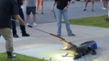 Video: Large alligator puts up a fight against trapper in South Carolina after invading neighborhood