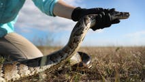 Ready for a hunt? You could win money for hunting these invasive snakes during annual challenge