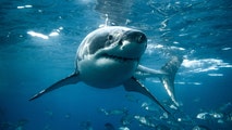 Fisherman forced to swim for his life after shark damages kayak