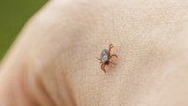 Deadly tick-borne disease that can cause brain damage spreading across the US