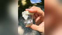 Deadly tick-borne disease that can cause brain damage spreading across the US