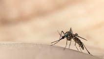 Rhode Island raises West Nile virus risk to high as more mosquitoes test positive