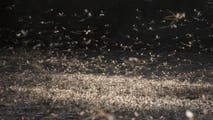 Thousands of mayflies swarm town in Ohio - and it's actually a good thing