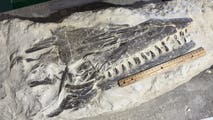 Kansas boy discovers rare 80-million-year-old fossil during field trip