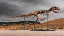 Jurassic giant: World’s most complete T-Rex fossil could sell for $30 million at auction