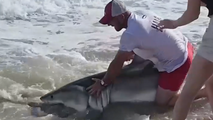 See it: Fisherman wrangles fishing hook out of great white shark's mouth off Nantucket