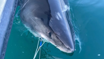 Great white shark Quint arrives at key seasonal habitat near Cape Cod