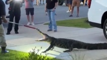Video: Large alligator puts up a fight against trapper in South Carolina after invading neighborhood