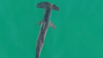 See it: Hammerhead shark spotted off Long Island coast as scorching holiday heatwave grips Eastern US