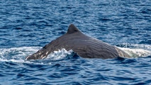 See it: Sperm whale caught on camera in rare encounter off southern California coast