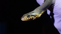 Slithering toward extinction: Deadly diseases could wipe out rattlesnake population