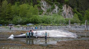 Dead, pregnant endangered fin whale found on bow of Alaska cruise ship