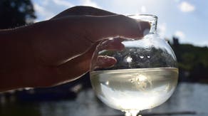 Invasive jellyfish with a painful sting returns to Jersey Shore, raising public health concerns