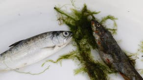 Deadly parasite kills hundreds of salmon through well-known river expanding through Pacific Northwest