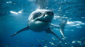 California fisherman forced to swim nearly a mile to safety after shark damages kayak