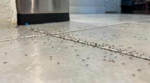Summer pest problems? Here's how to spot and get rid of common household bugs