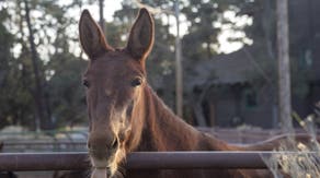 What is your state animal? See the official list featuring all 50 states