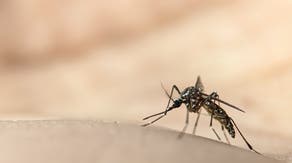 Rhode Island raises West Nile virus risk to high as more mosquitoes test positive
