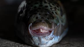 Officials issue warning to beachgoers about invasive pufferfish with insanely strong teeth