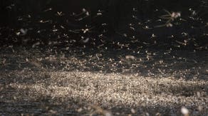 Thousands of mayflies swarm town in Ohio - and it's actually a good thing