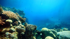 Here's how El Niño affects the future of coral reefs