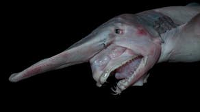 See it: Rare deep-sea goblin sharks filmed in their natural habitat for the first time