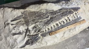 Photos: Boy discovers rare, prehistoric fossil during field trip in Kansas