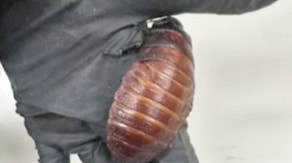 Breeder caught with more than 100K illegal exotic cockroaches valued at over $200K