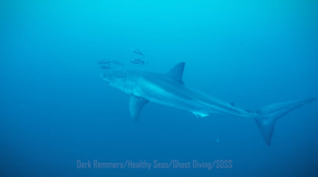 Watch: First underwater footage shows an adult great white shark in the Mediterranean off the Italian coast