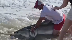 See it: Fisherman wrangles fishing hook out of great white shark's mouth off Nantucket