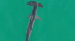 See it: Hammerhead shark spotted off Long Island coast as scorching holiday heatwave grips Eastern US