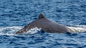 See it: Sperm whale caught on camera in rare encounter off southern California coast