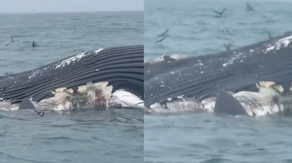 Video: Massive great white shark feeds on dead whale off the coast of Rhode Island