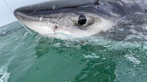 Young great white shark pings off Cape Cod coast just as tourist season begins